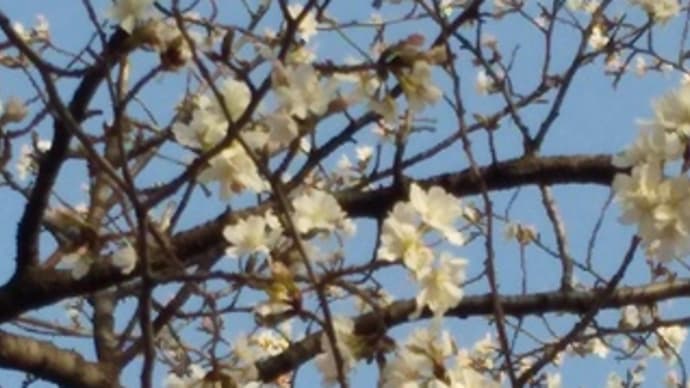 桜の開花チェックウォーキング