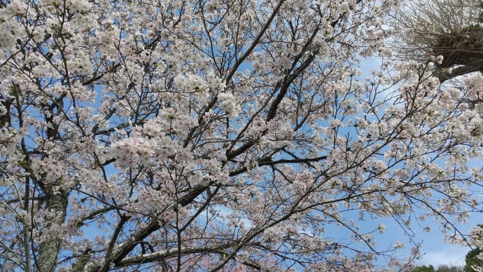 岡山市建部町妙福寺の桜