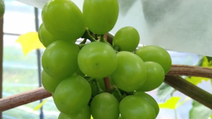 満開から約1ヶ月経ったぶどう🍇