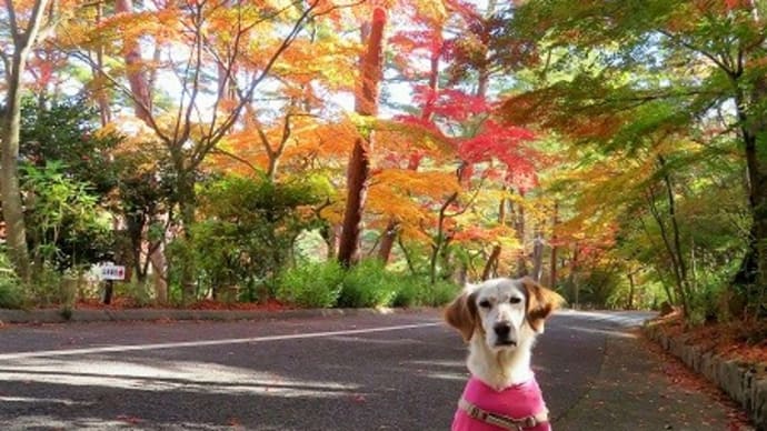紅葉速報@再度公園♪