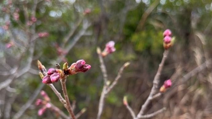 旧海軍兵学校見学記・番外編~「同期の千本桜」