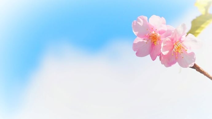 長居公園で　河津桜が咲いていました～　🌸🌸　植物園梅林の梅　クリスマスローズ　ジャノメエリカ　桜草　🌸🌸