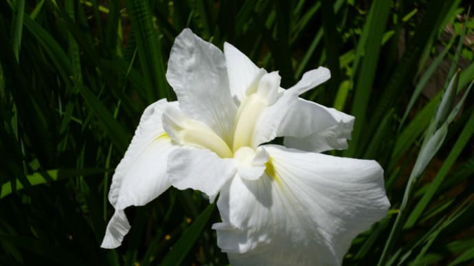 薬師池公園の菖蒲