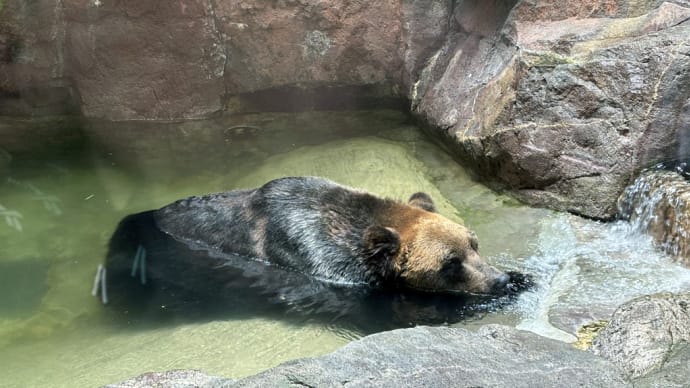 ポンさん 流れる水で気持ちよさそう