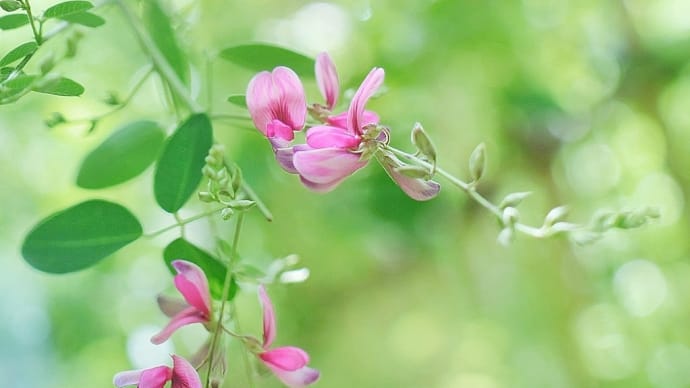 秋の木洩れ日のなかで・°*