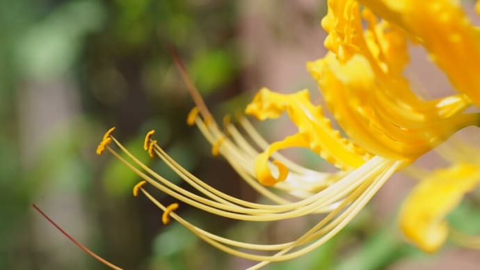●我が家の９月の花(5)　最後の黄色い彼岸花　サンドリーム　ヤブラン　シュウメイギク