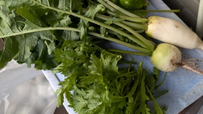 野菜を作ろう2024秋冬〜その7〜収穫は食べきれる量