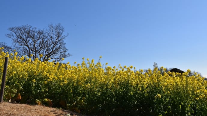 菜の花狩り 神奈川県湘南二宮 吾妻山・菜の花ウォッチング2022(4)菜の花と富士山
