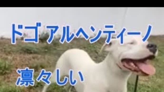 Gooブログ Goo Blog ハッシュタグ ドゴアルヘンティーノ