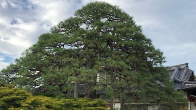 高い高い。
