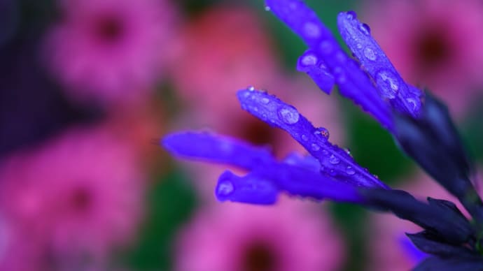 ●我が家の7月の花(10) 雨のメドーセージ しずくにエキナセアが映り込み