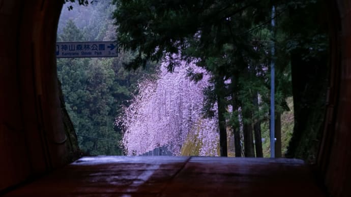 桜を求めて徳島市から神山町へ　その2