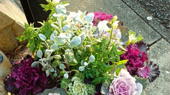 寄せ植えをお正月バージョンへ