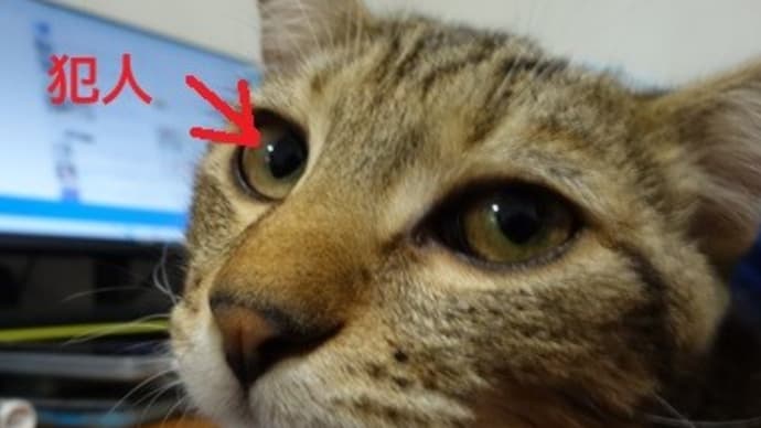 スニーカーの紐が好きなの?
