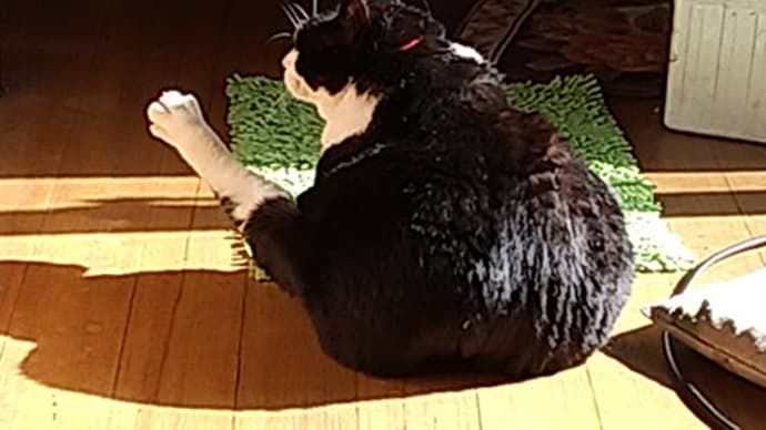クロの日常。