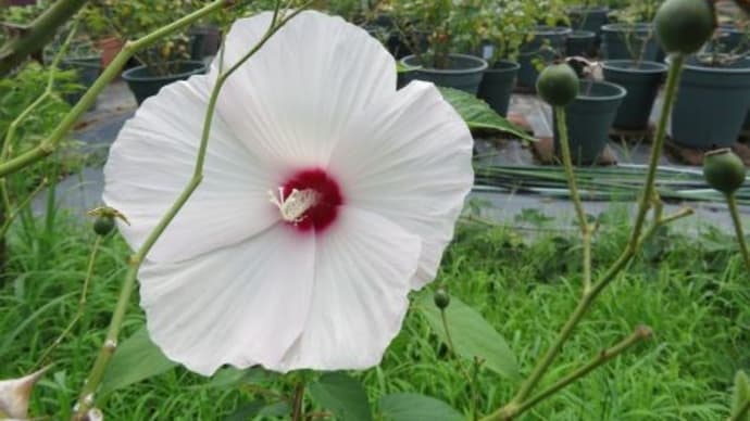 亜米利加芙蓉