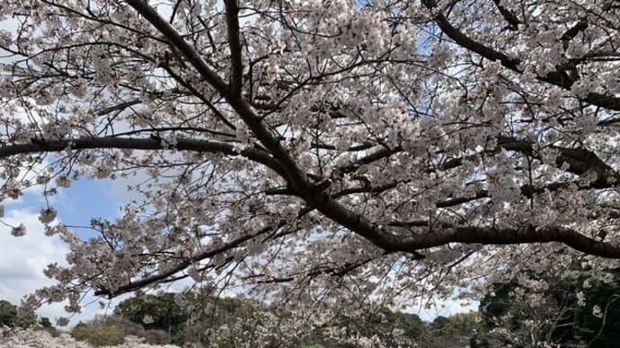 中間市 垣生公園のお花見