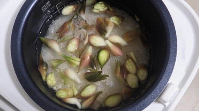 露地みょうが