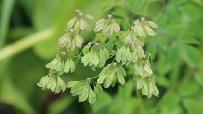 栂池自然園の花 7月31日 その3 9種