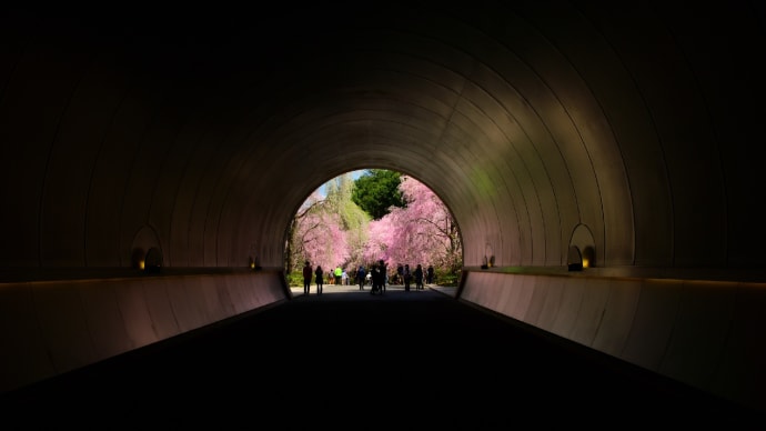 ミホミュージアムの桜　（滋賀県甲賀市）