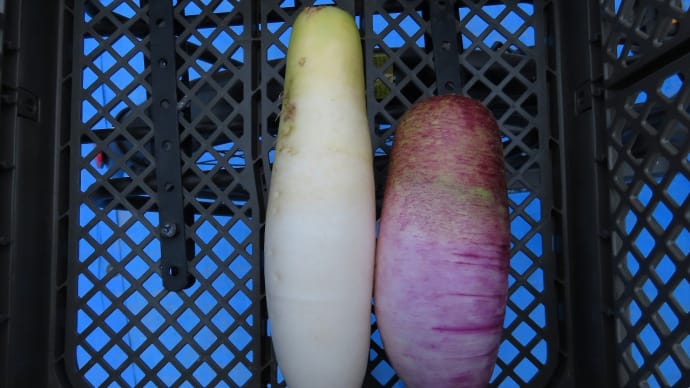 Mチン播種、果菜類追播種
