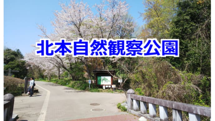 北本自然観察公園を散歩する ＆ 緊急のお知らせ