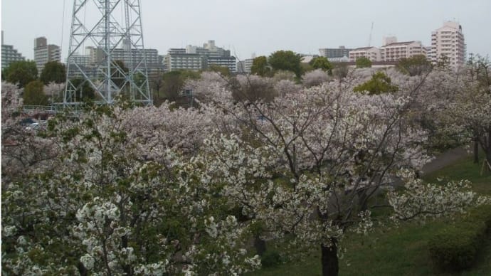 小松川千本桜と大島小松川公園の花など