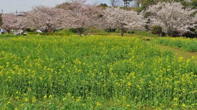 我孫子 手賀沼遊歩道の桜と菜の花