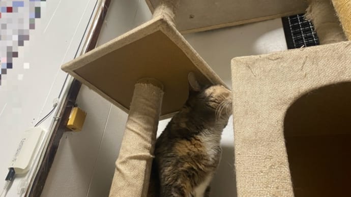 タワーでかくれんぼ。