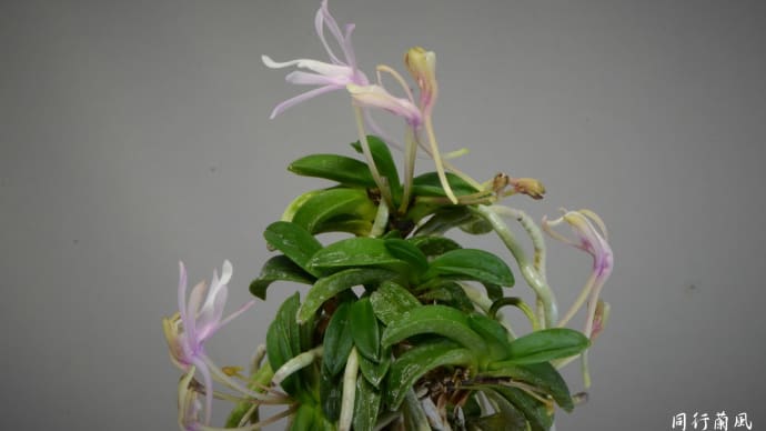 富貴蘭の花 青海・樹海