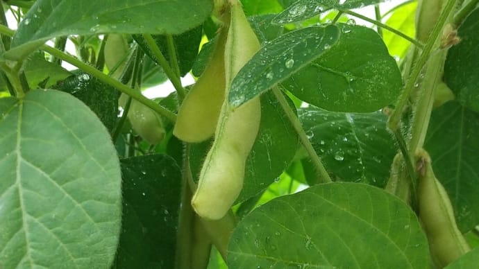 枝豆の栽培 途中経過