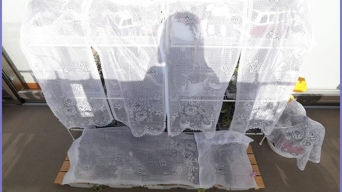 多肉植物11(私が講じた策)