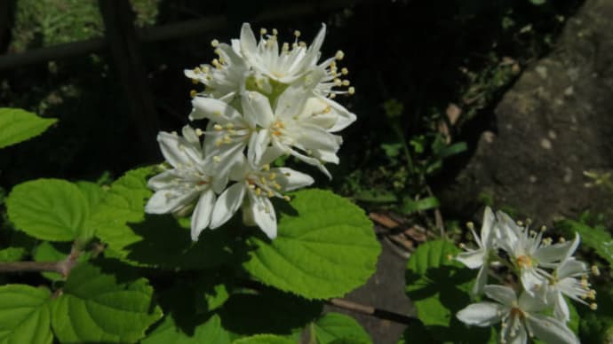 Fuzzy deutzia