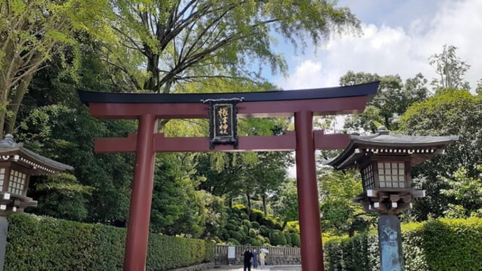 未だ泳ぐ根津の鯉のぼり