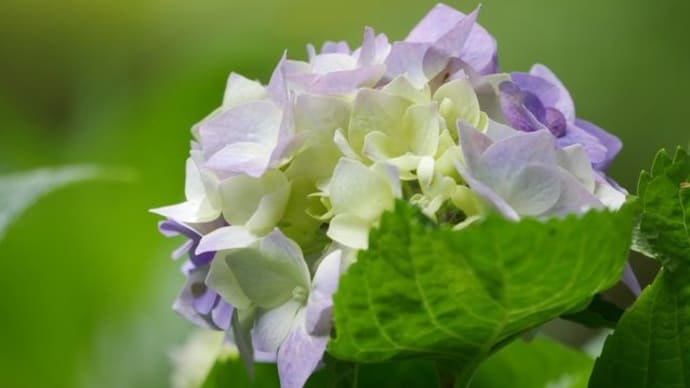 リベンジ花しょうぶ