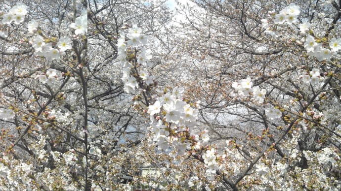 ステレオ写真　桜2021-2 （交差法）