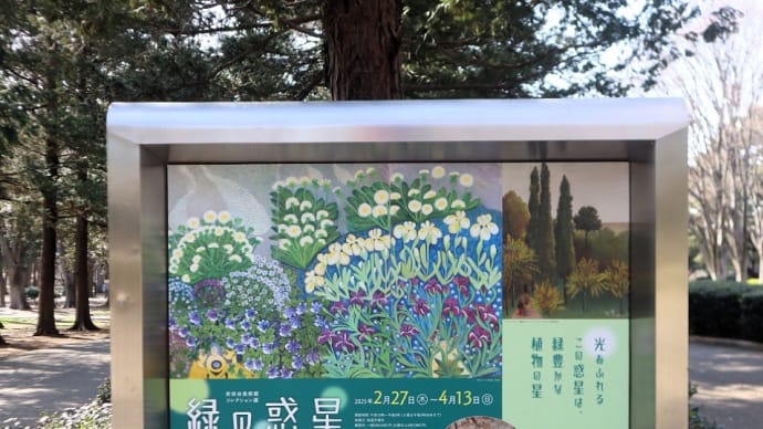 世田谷美術館で、『緑の惑星 セタビの森の植物たち』を観ました。