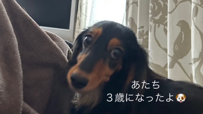 あたちお誕生日でちゅ♡3歳になったでちゅ♡U^ェ^U