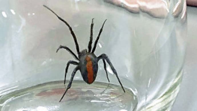 かまれると全身に強い痛みも…保育所でセアカゴケグモ