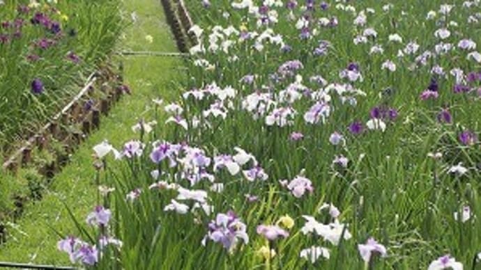 智光山公園の花菖蒲園