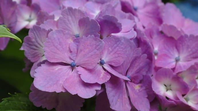 紫陽花.....あじさい