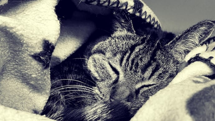 我が家の愛猫 茶々