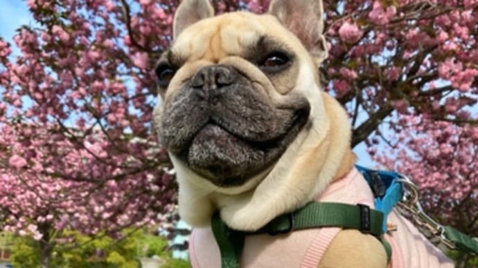 満開の八重桜