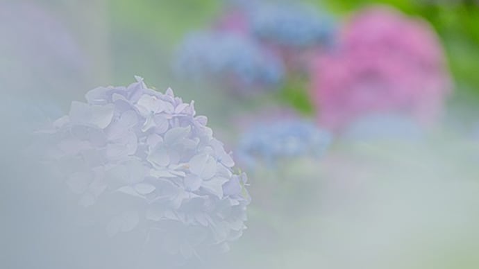 紫陽花散策