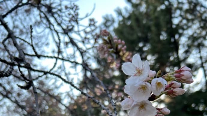 桜が咲き始めた西大畑公園でウォーキング🌸🚶