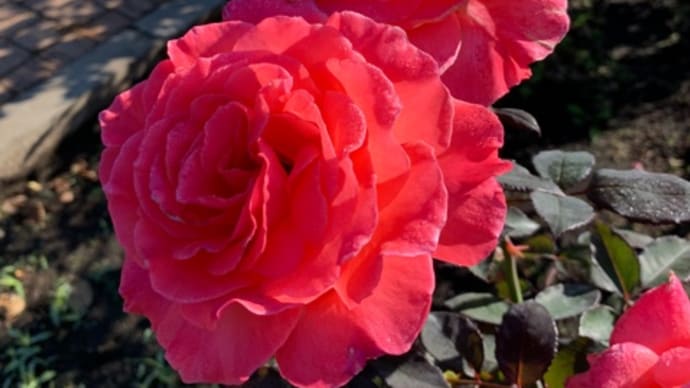 深大寺の秋薔薇、今、盛り!