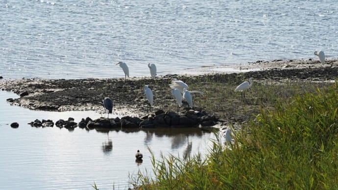 南港野鳥園のシラサギたち