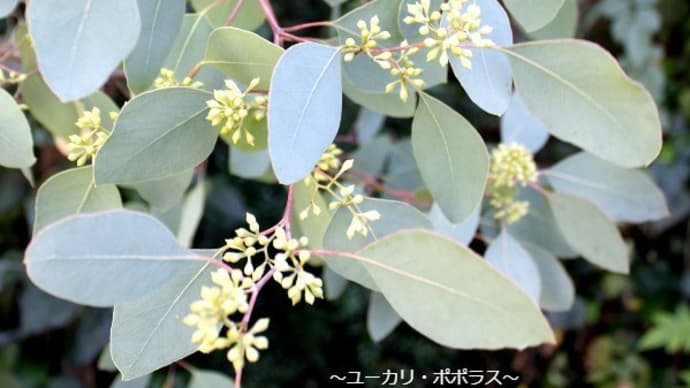 雑貨市場 山口県 平日OPENしています!!