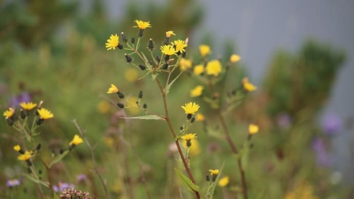 白馬八方尾根の花　９月６日　その９　１５種