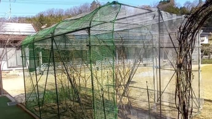 切り出した芝生を日陰でハゲた場所に張り替え